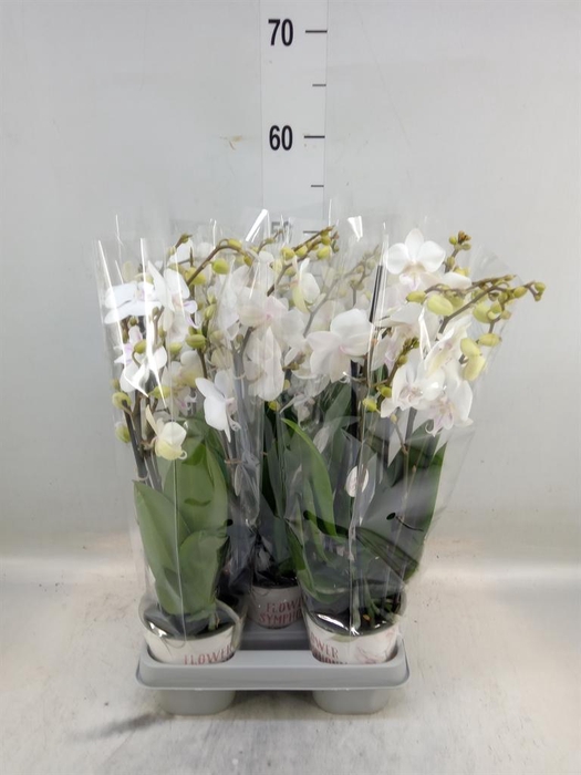 <h4>Phalaenopsis  'Manta Similan'</h4>