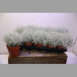 Leucoph Brownii