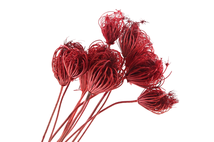 <h4>Ammi Majus Red</h4>