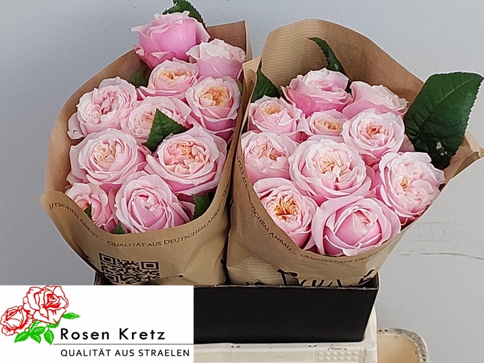 <h4>R GR NOTTING HILL</h4>