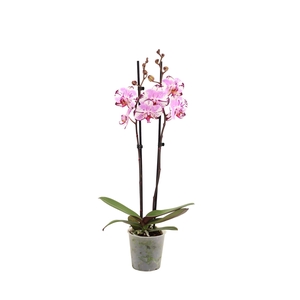 Phal Magic Art 2T16+