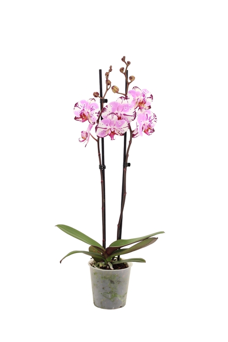 <h4>Phal Magic Art 2T16+</h4>