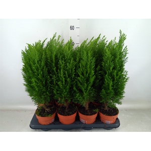 Chamaecyparis laws. 'Ellwoodii'