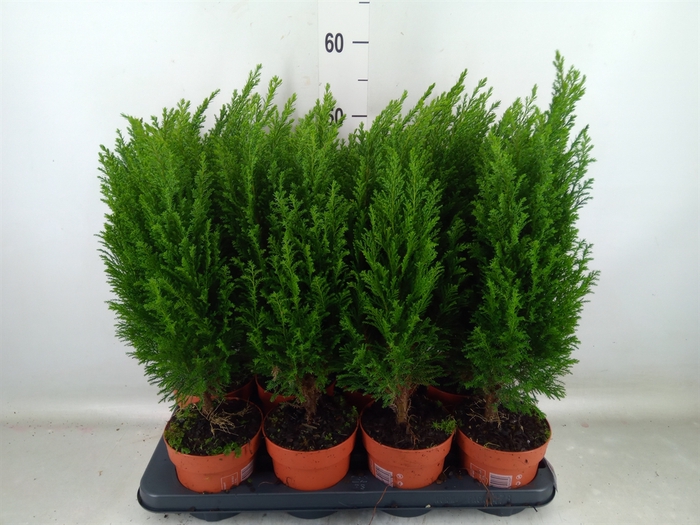 <h4>Chamaecyparis laws. 'Ellwoodii'</h4>