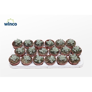 Adromischus Alstonii Ssp.