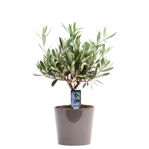 Olea Olijf in Keramiek Roma taupe