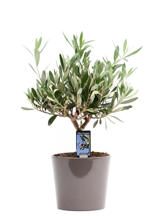 <h4>Olea Olijf in Keramiek Roma taupe</h4>