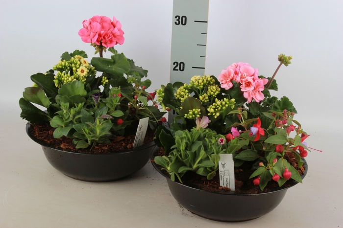 <h4>ARR TUINPLANTEN</h4>