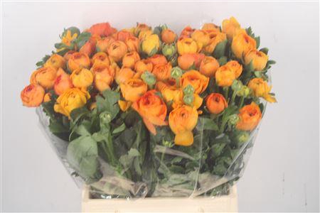 <h4>Ran El. Orange Ex</h4>