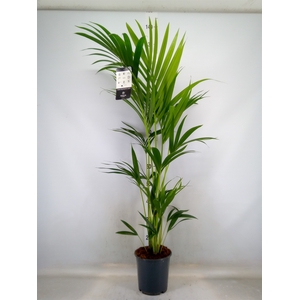 Howea forsteriana
