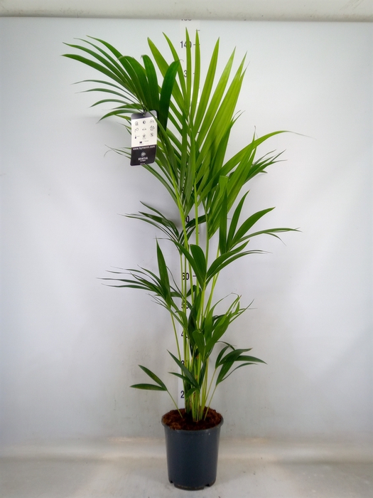 <h4>Howea forsteriana</h4>