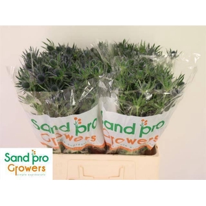 ERYN MAG BLUE LAGOON