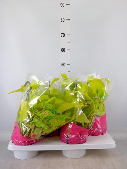 <h4>Epipremnum pinn. 'Golden Pothos' HG</h4>
