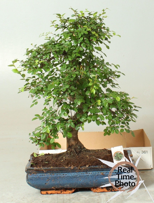 <h4>BONSAI GEM</h4>