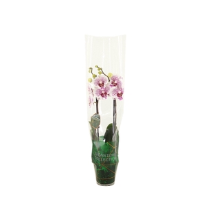 Signature Phal Bounty 2T16+