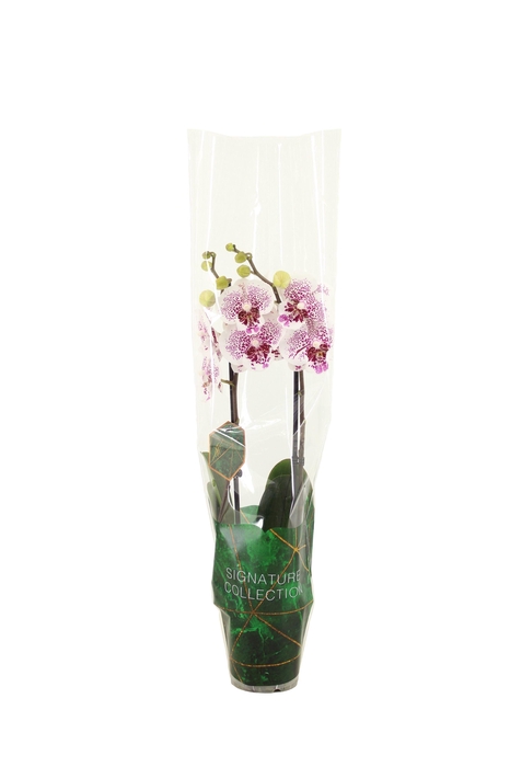 <h4>Signature Phal Bounty 2T16+</h4>