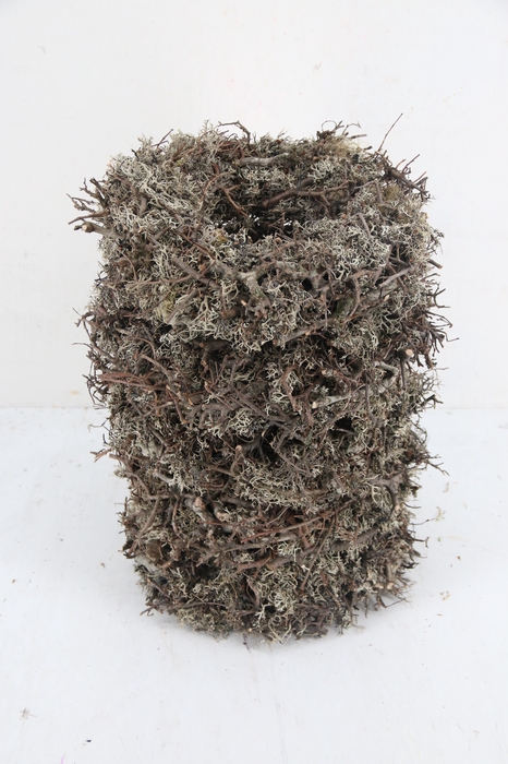 <h4>Wreath Grey Moss Bonsai Ø30</h4>