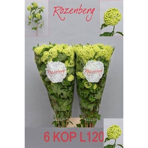 Viburnum Roseum St