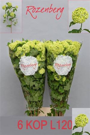 <h4>Viburnum Roseum St</h4>