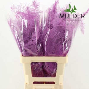 Asparagus DYED Fuchsia