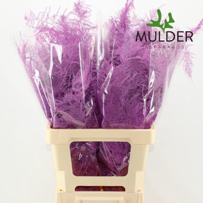 <h4>Asparagus DYED Fuchsia</h4>