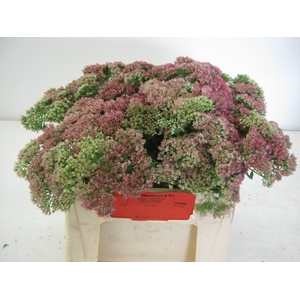 SEDUM SPECTABILE