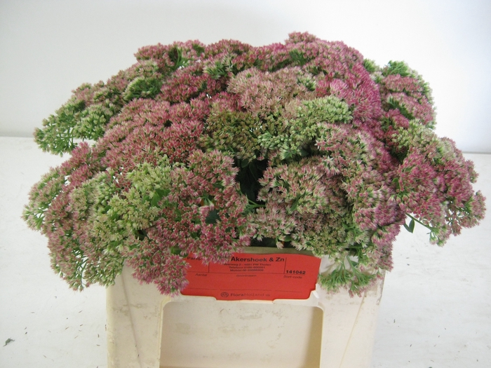 <h4>SEDUM SPECTABILE</h4>