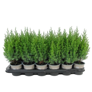 Juniperus chinensis 'Stricta'