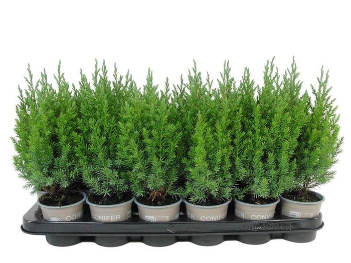 <h4>Juniperus chinensis 'Stricta'</h4>