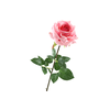 Rosa Pink