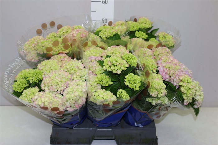 <h4>Hydrangea Hi River Pink 9-10</h4>