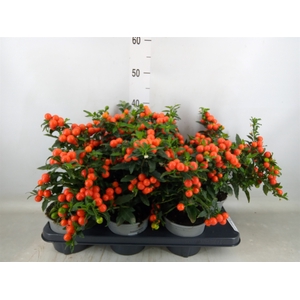 Solanum pseudocapsicum 'Bartoli'