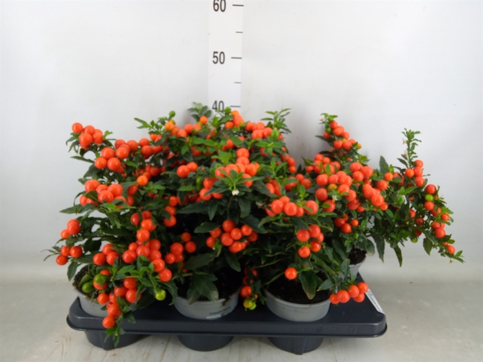 <h4>Solanum pseudocapsicum 'Bartoli'</h4>