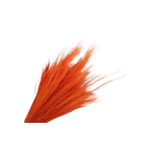 Agrostis Orange