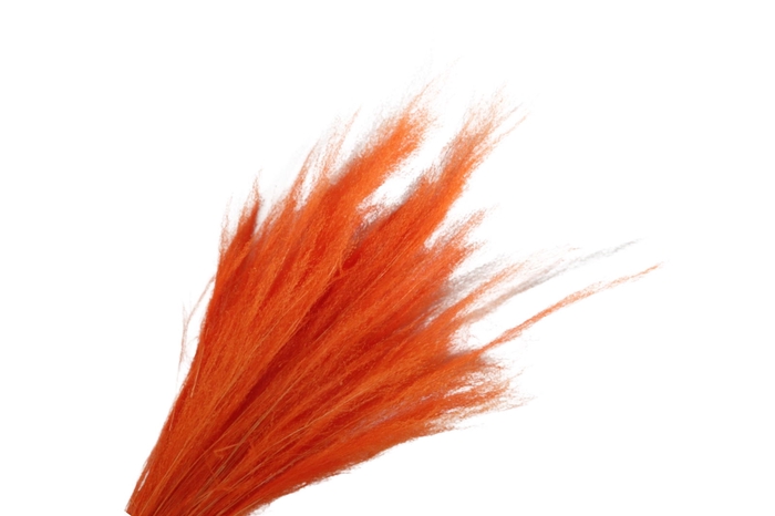 <h4>Agrostis Orange</h4>