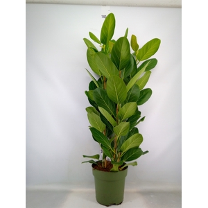 Ficus benghalensis 'Audrey'