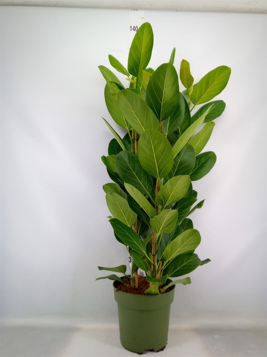 <h4>Ficus benghalensis 'Audrey'</h4>