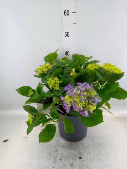 <h4>Hydrangea mac.</h4>