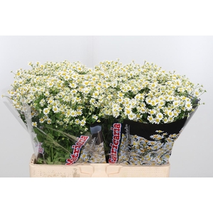 Tanacetum Pa Single Vegmo