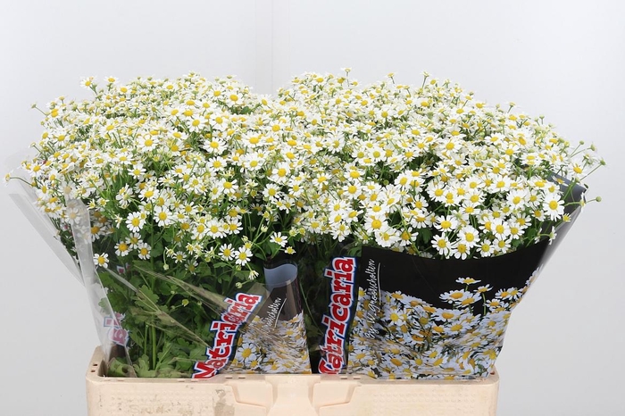 <h4>Tanacetum Pa Single Vegmo</h4>