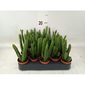 Stapelia leendertziae