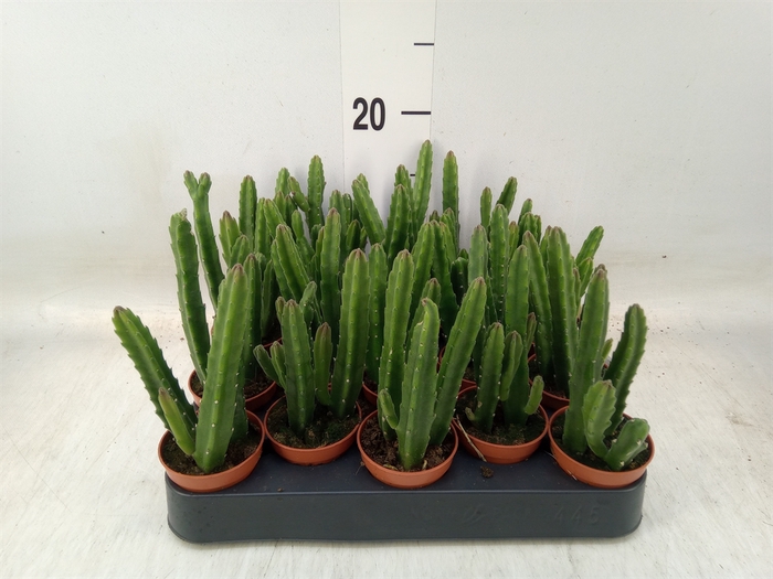 <h4>Stapelia leendertziae</h4>