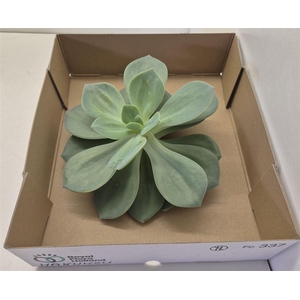 Echeveria Hakuo Big