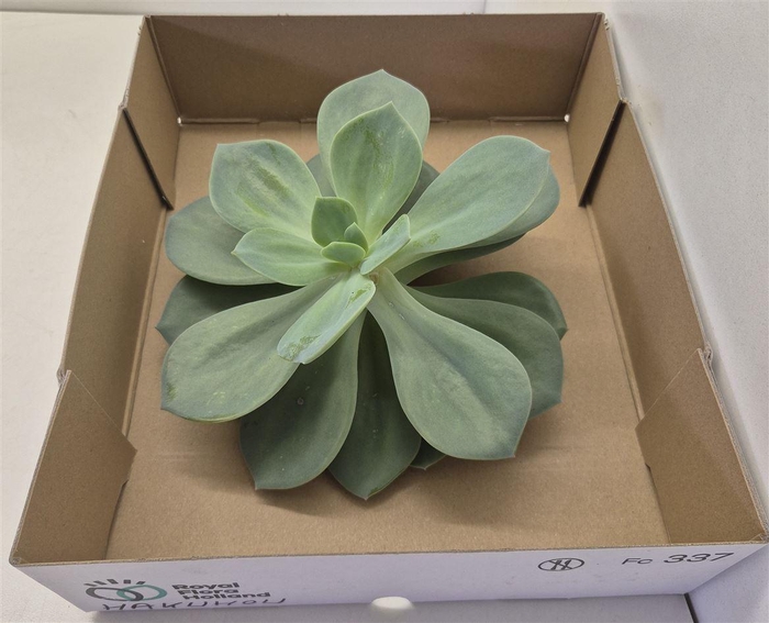 <h4>Echeveria Hakuo Big</h4>