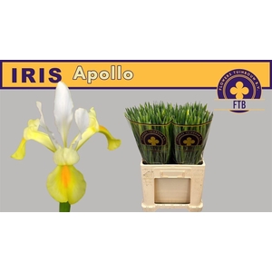 Iris Apollo