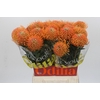 Nutans Ayoba Peach