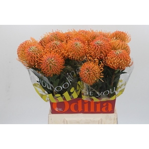 Nutans Ayoba Peach