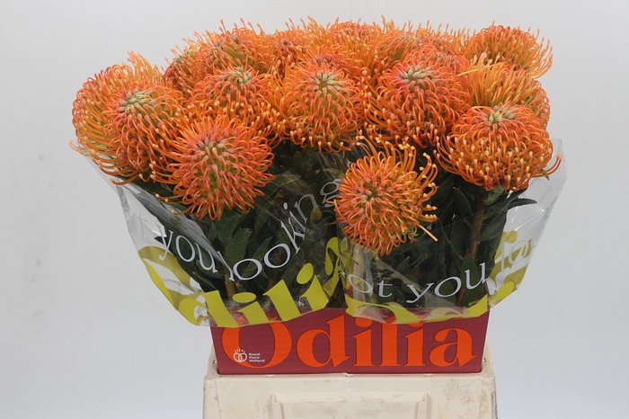 <h4>Nutans Ayoba Peach</h4>