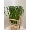 ALLIUM SAT OPHIOSCO