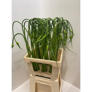 ALLIUM SAT OPHIOSCO